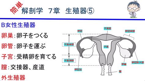 陰核|女性生殖器の構造